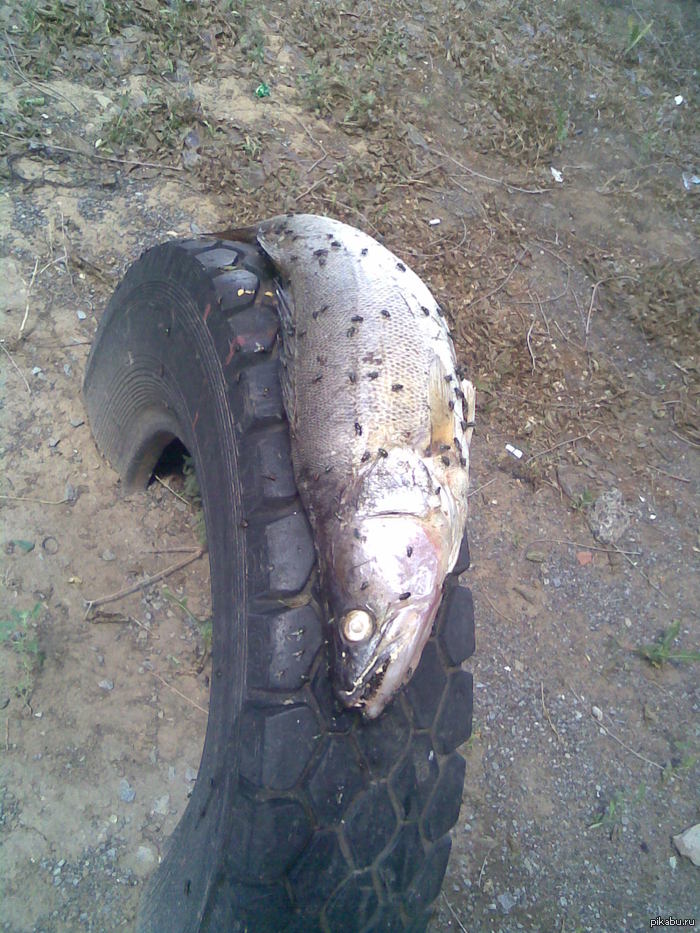 Увидел сегодня во дворе...