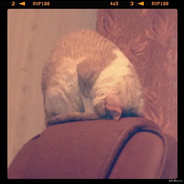 Только что обратил внимание как спит мой кот