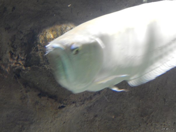 Grumpy fish 
