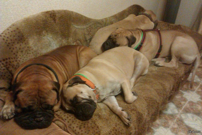 When everyone wants comfort. - My, Bullmastiff, Dog, Family, friendship