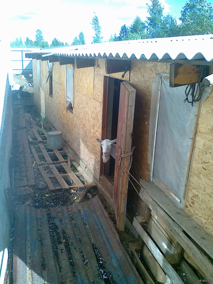 ������, ������ ������!