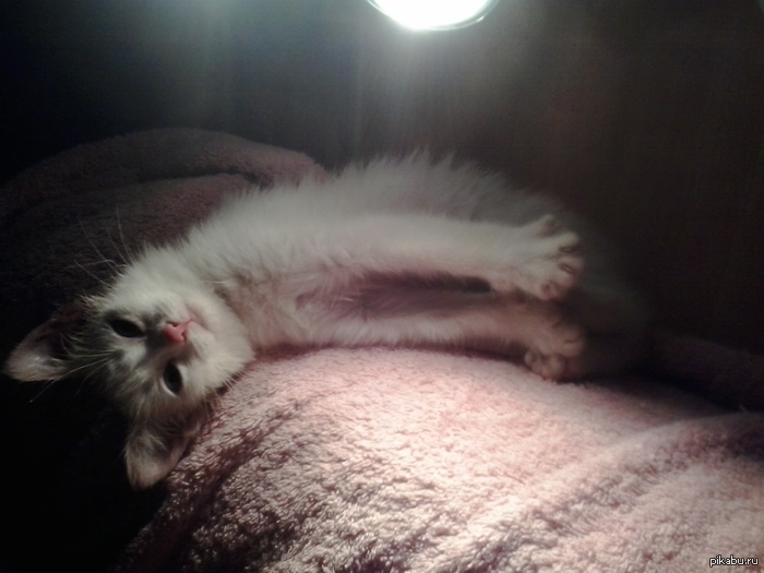 Подобрали с улицы котейку =)