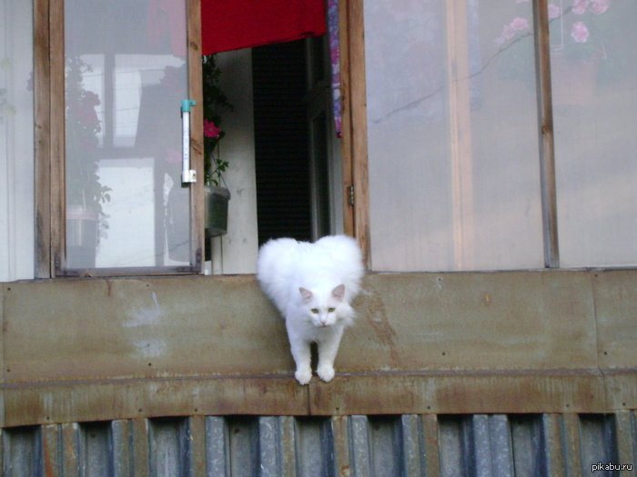 �������� ��� ���������