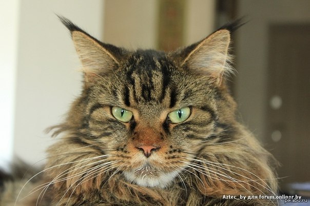 Злойкотэ