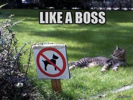 Like a boss