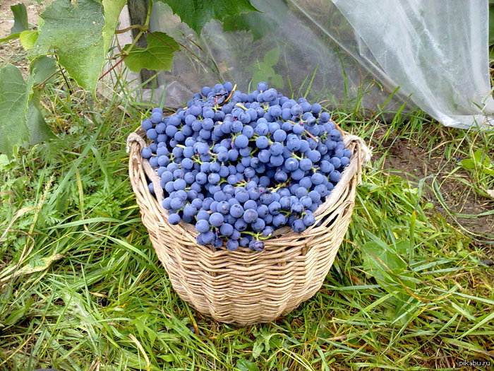 ������ ���������