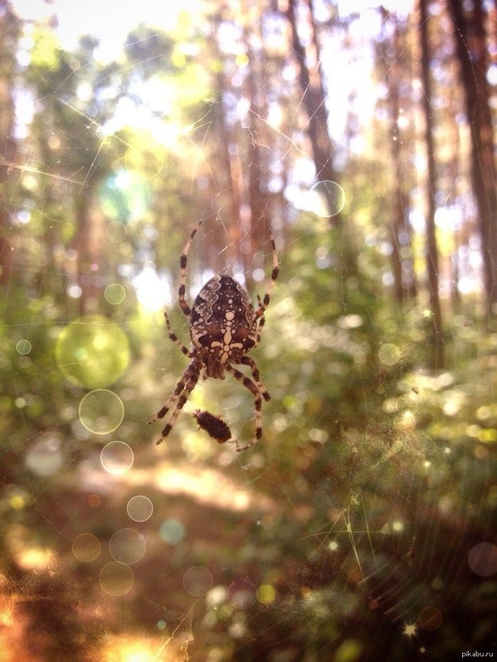 в 10 см от кирпичного завода