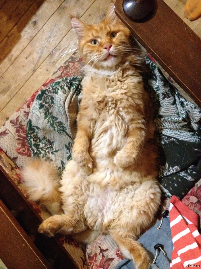 ��� ��� - �����