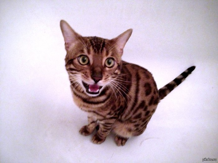 раз такое дело,то я не могу не выложить своего окота