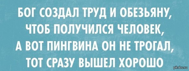 Хорошо вышли. Бог создал труд и обезьяну чтобы получился человек. Пингвин сразу вышел хорошо. Труд создал человека а вот пингвина он трогал. Ну а пингвина он не трогал тот сразу вышел хорошо.