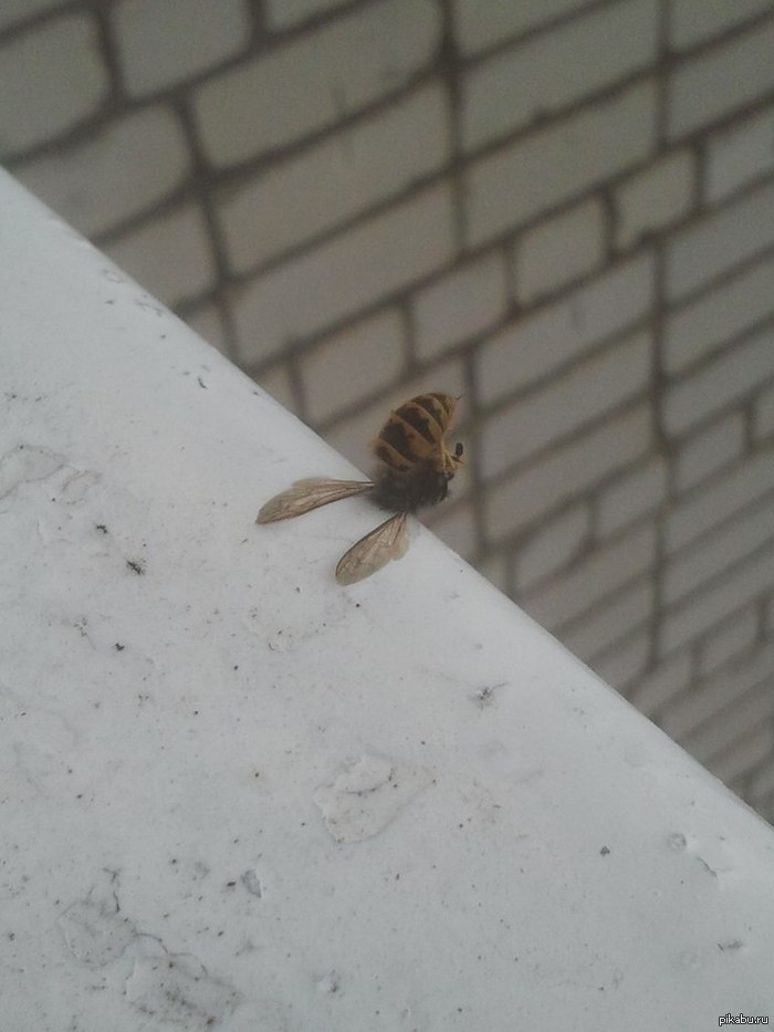 Даже осы качают пресс , а ты нет !