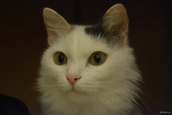 ����������� � ���������, ����� � �����.