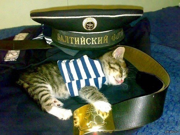 Кот Матрос Картинки