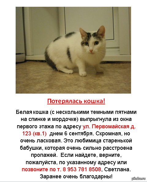 Объявление о пропаже животного образец