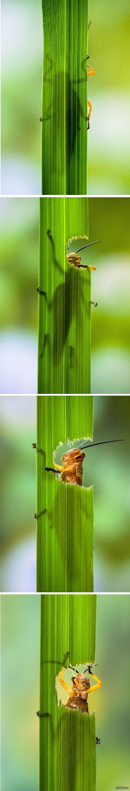 утренняя трапеза