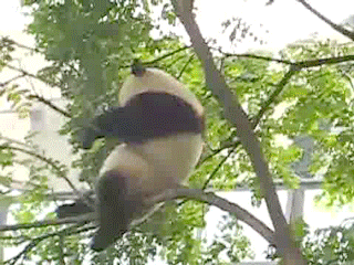 Панда падает с дерева. Panda falling tree мод. Панда какает прикол. Panda falling tree мод. Панда висит на дереве.