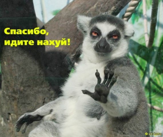 �������� 2008-�� ����