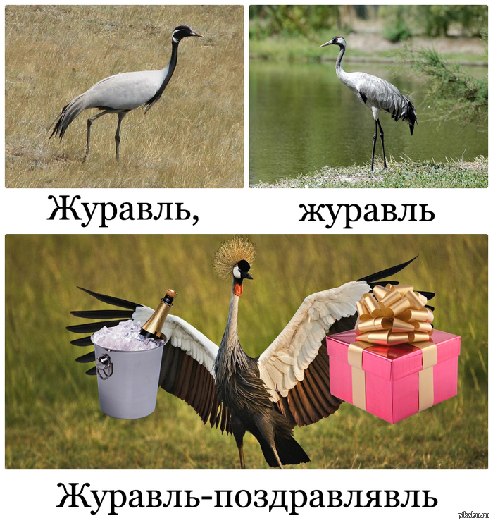 Журавль-поздравлявль