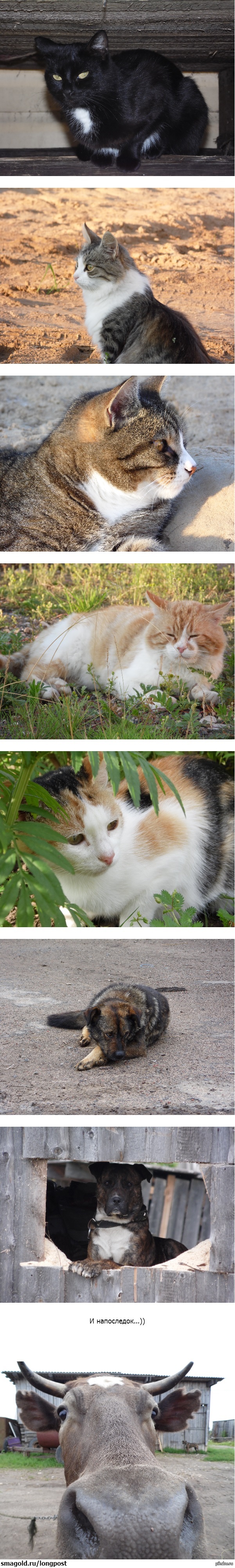 А это мои животные)