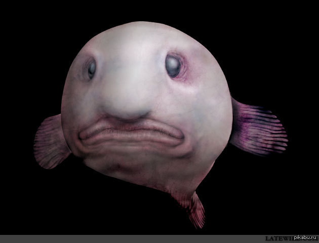 Рыба-капля признана самым уродливым животным в мире. А так же лобковая вошь.
