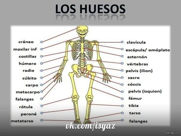 Huesos перевод с испанского