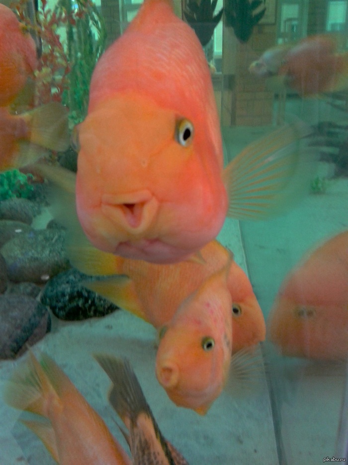 счастливые рыбки