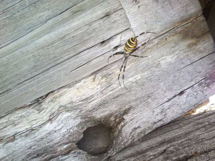 ������ �� ���� "������"