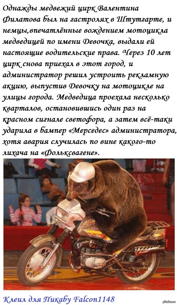 Медвежонок на мотоцикле картинки. Смотреть фото Медвежонок на мотоцикле картинки. Смотреть картинку Медвежонок на мотоцикле картинки. Картинка про Медвежонок на мотоцикле картинки. Фото Медвежонок на мотоцикле картинки