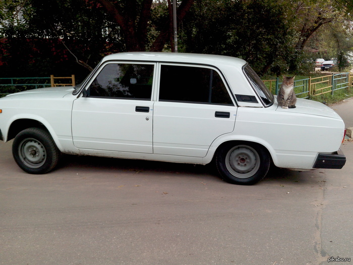 Откормили котейку)))