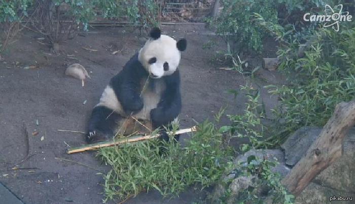 Панда в зоопарке