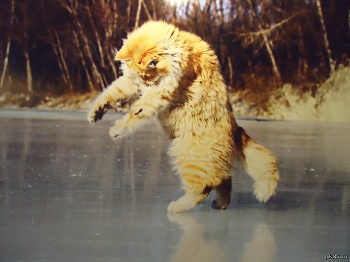 Милый котик! =)))