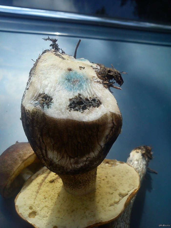 Очень веселый гриб