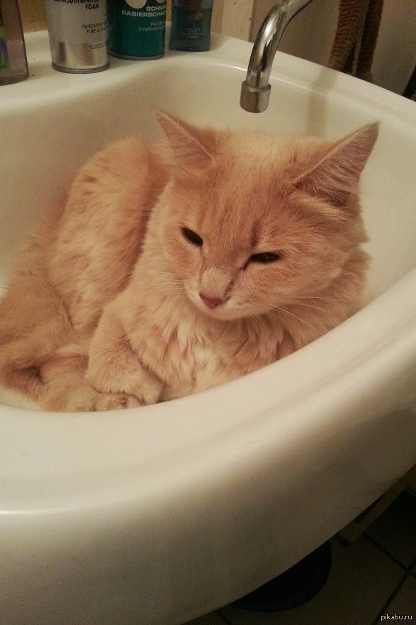 Видео коты в ванне. Котик умывается. Кот в ванной. Умывалка с котиком. Приснился кот в ванной.