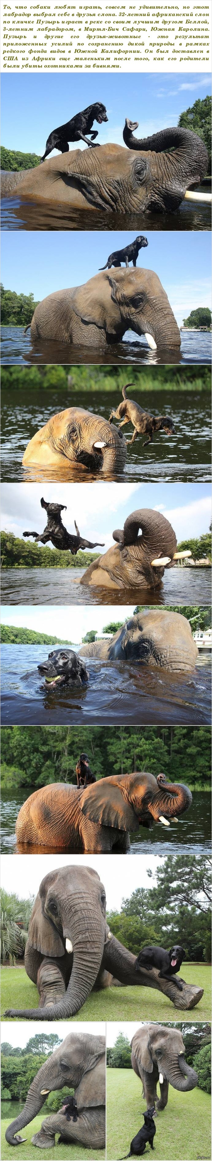 Amazing friendship between an elephant and a Labrador =) - Elephants, Dog, Labrador, Bubbles, friendship, Longpost