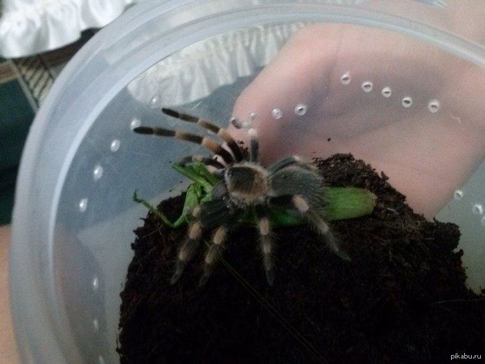 ������ �� ������)