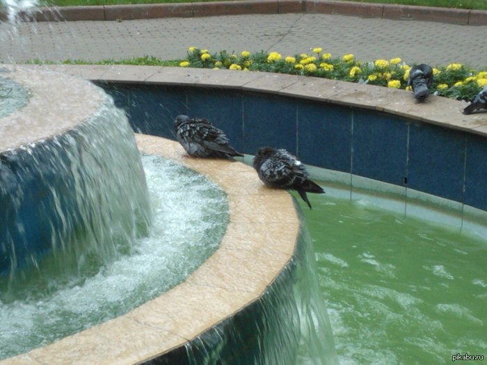 Странные голуби в Москве