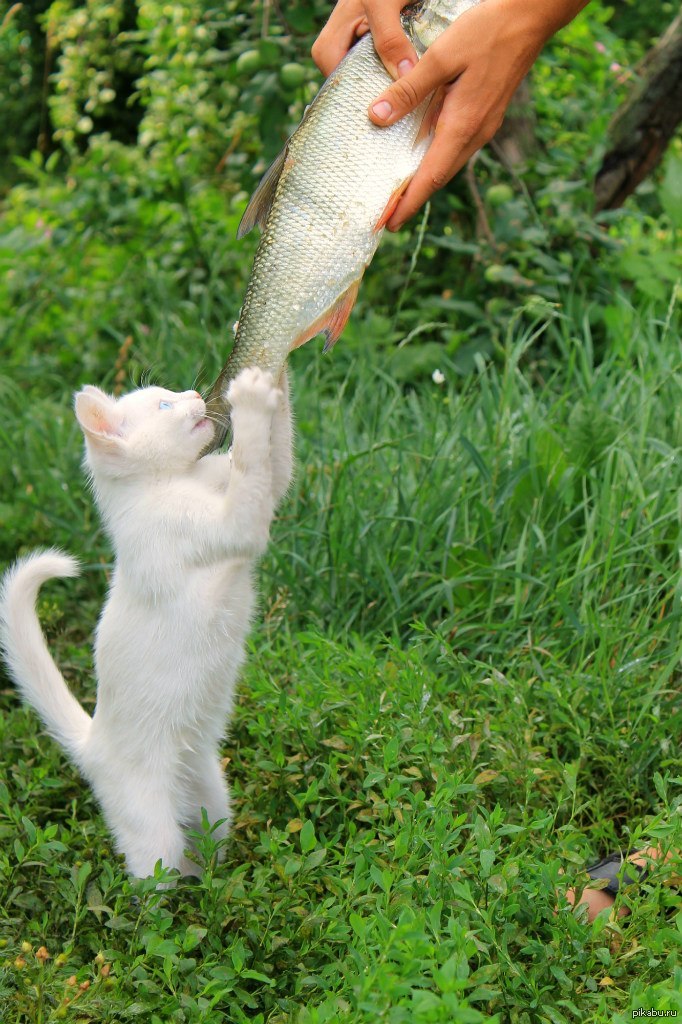 "дары c небес"