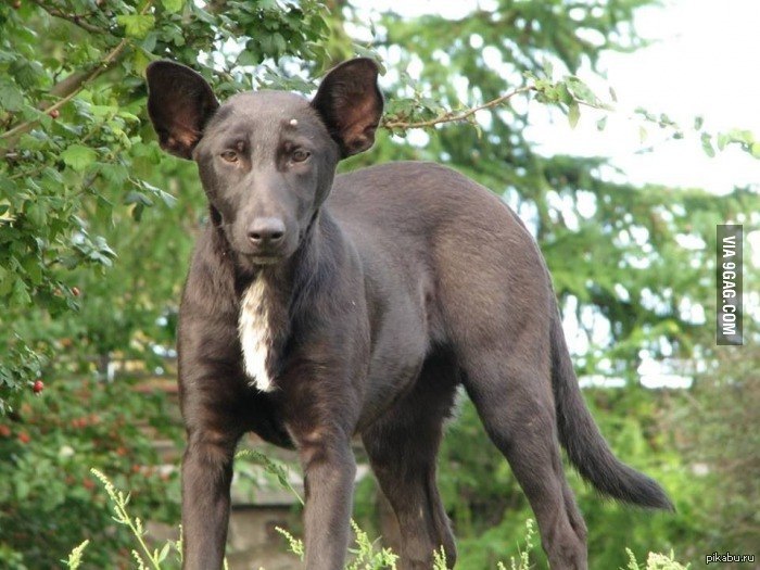 Никого не напоминает?))