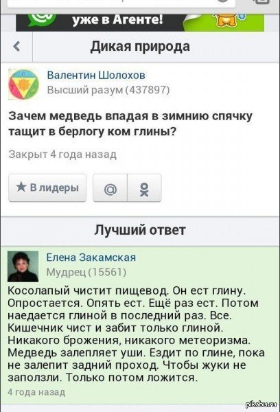 Казалось бы зачем медведю глина..