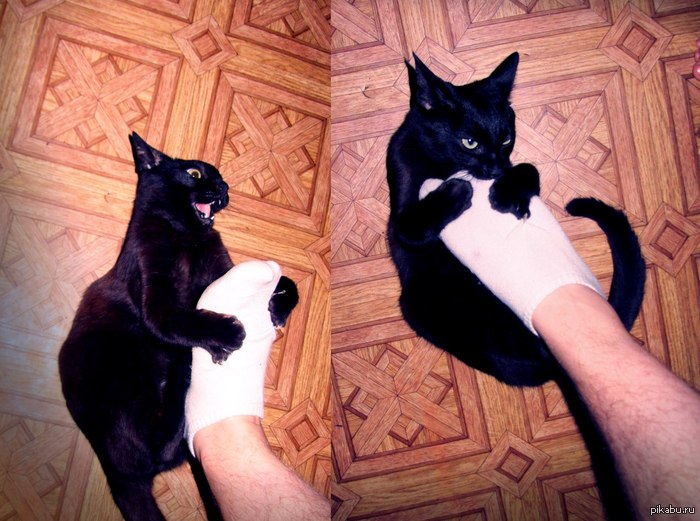 Кот моего дяди)