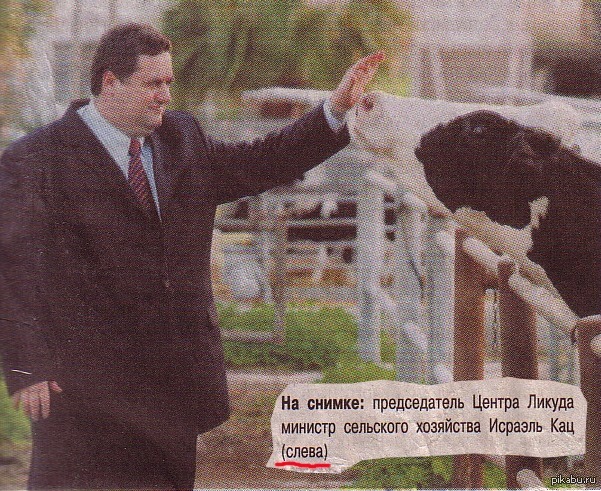 clarified - Humor, Newspapers, Article, The photo, Officials, Cow