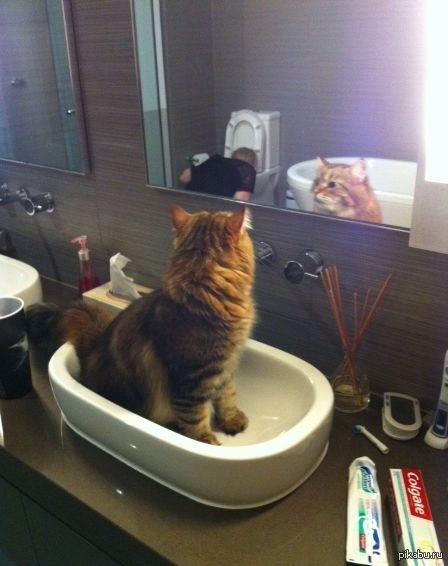 cat and more - cat, Mirror, Toilet, Sympathy, Indigestion, Alcohol