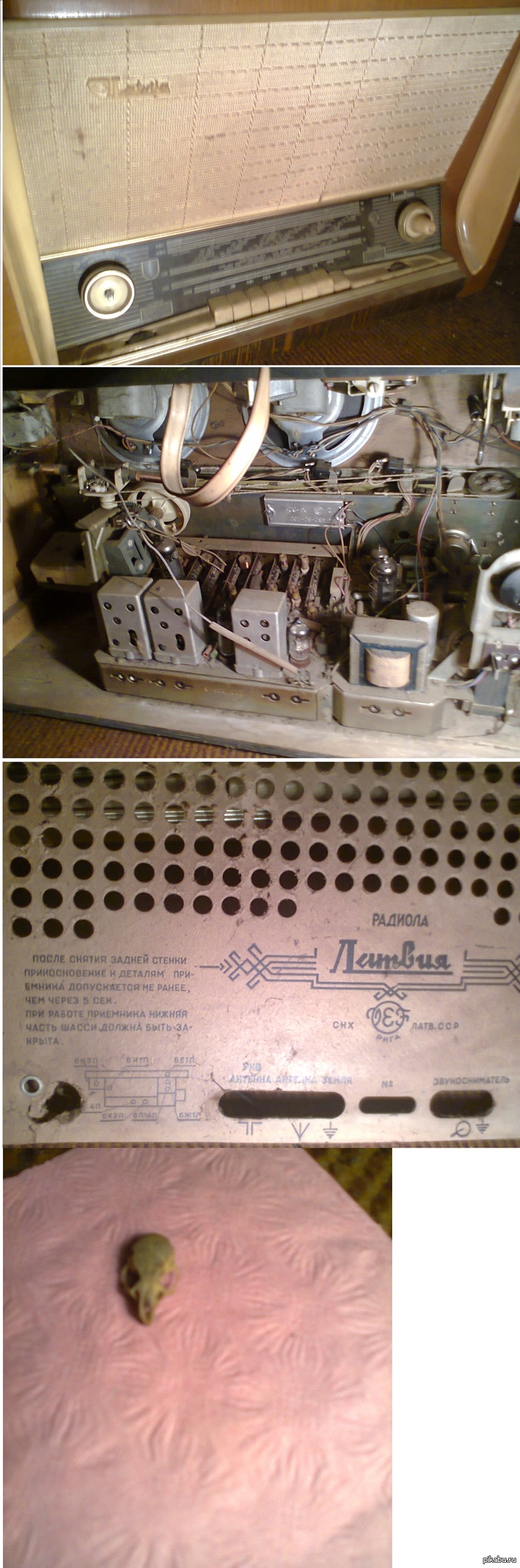 Радиола на птичьем черепе