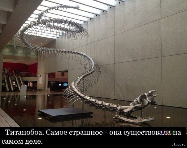 Титанобоа змея в живую