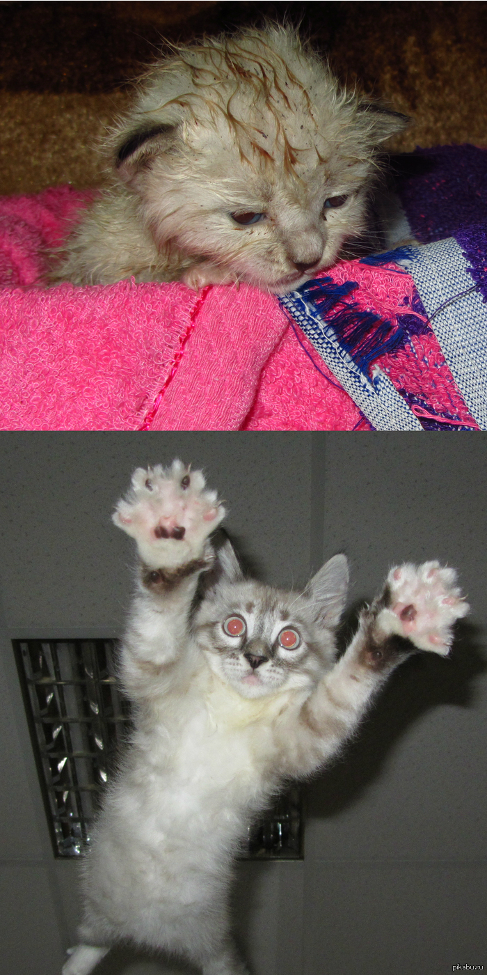 Буйный квартирант, который прописался 2 месяца назад!