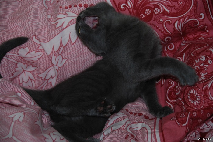 ��� ��������� �������.