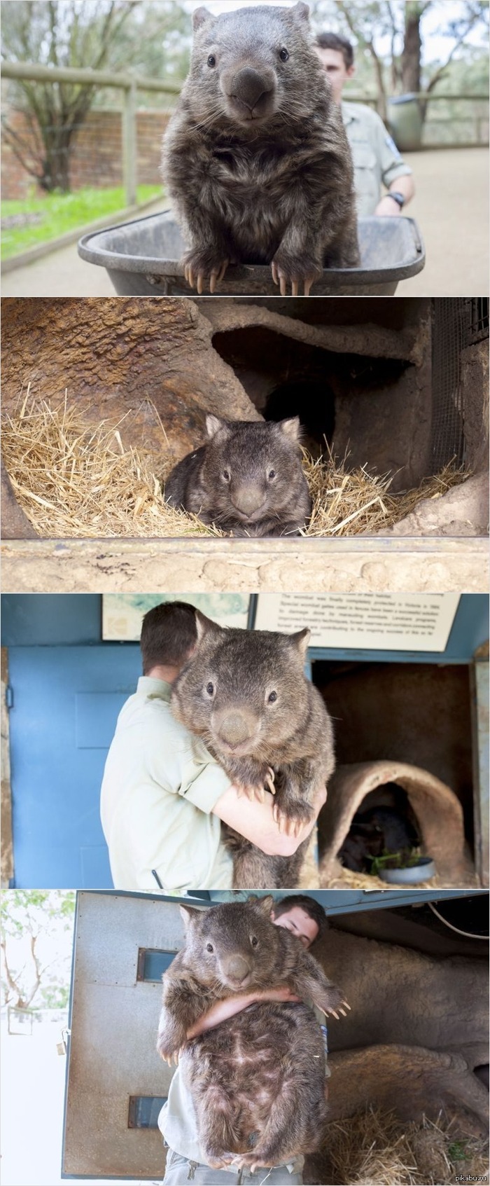 Вот это вомбатище! =)