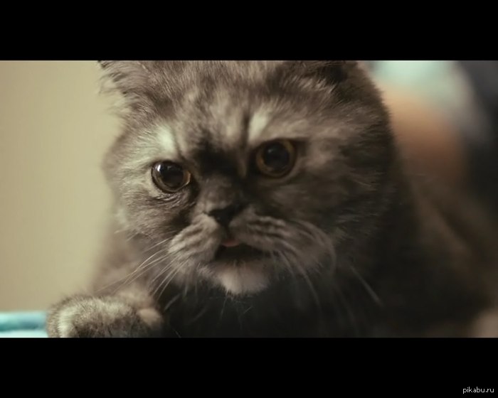 Кот понял смысл жизни