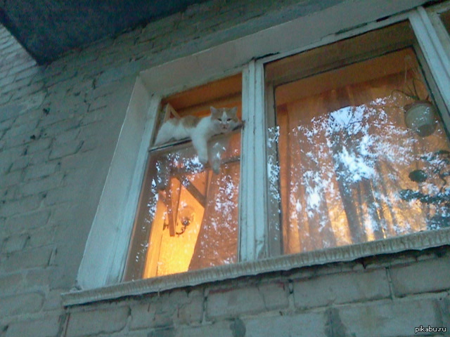 Кот гуляет | Пикабу