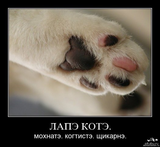 ���������� ���� ����